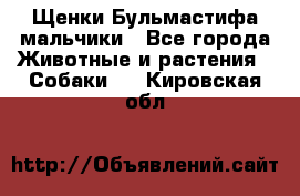 Щенки Бульмастифа мальчики - Все города Животные и растения » Собаки   . Кировская обл.